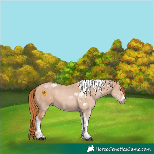 Horse Color:Red Dun Tobiano Frame Rabicano 