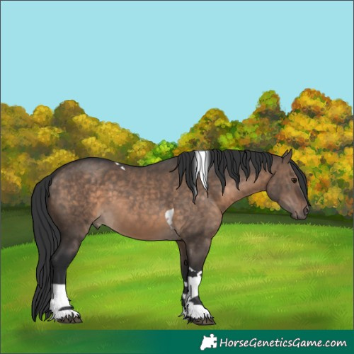 Horse Color:Brown Dun Tobiano 