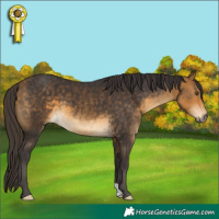 Horse Color:Buckskin 