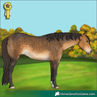 Horse Color:Buckskin 
