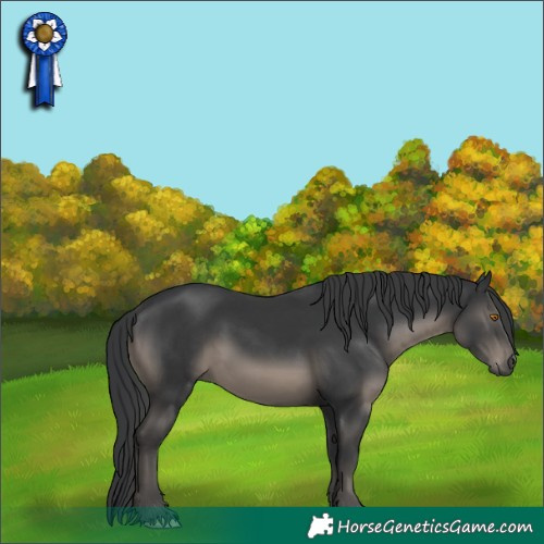 Horse Color:Black 