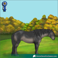 Horse Color:Black 