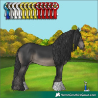 Horse Color:Black 