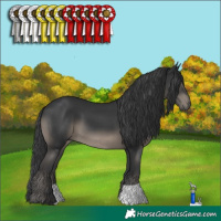 Horse Color:Black 