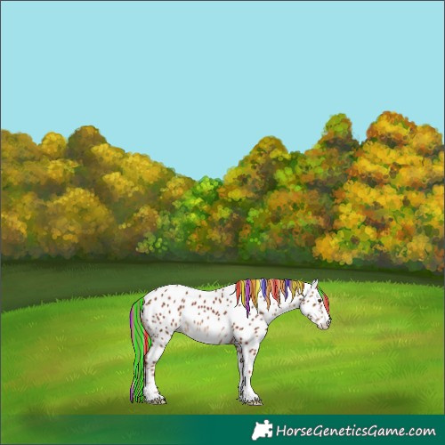 Horse Color:Painted Chestnut Appaloosa Rabicano 
