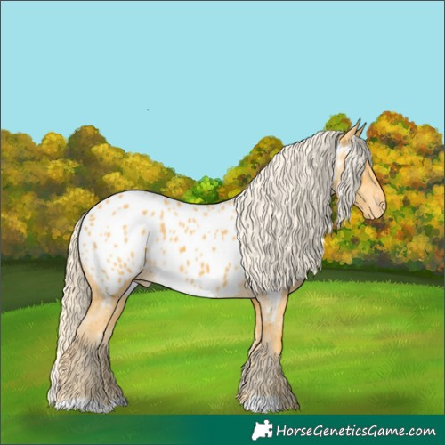 Horse Color:Palomino Near Leopard 