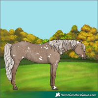 Horse Color:White Spotted Silver Grullo Rabicano 