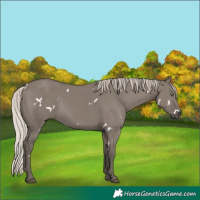 Horse Color:White Spotted Silver Grullo Rabicano 