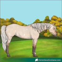 Horse Color:White Spotted Silver Bay Roan Dun Rabicano 