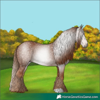 Horse Color:Gray Chestnut 
