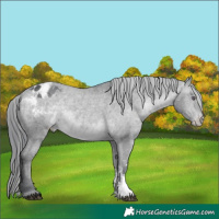 Horse Color:Brown Chinchilla Sabino Appaloosa 