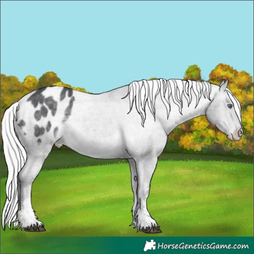 Horse Color:Silver Brown Chinchilla Sabino Appaloosa 