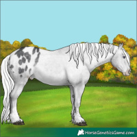 Horse Color:Silver Brown Chinchilla Sabino Appaloosa
