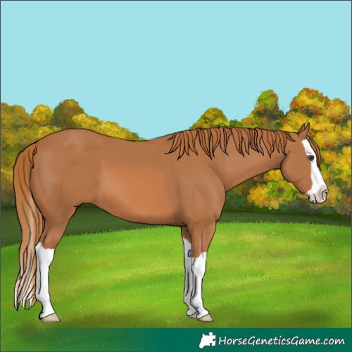 Horse Color:Unknown