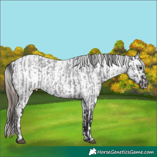 Horse Color:Smoky Blue Roan Rabicano  and Smoky Blue Roan Appaloosa Rabicano 
