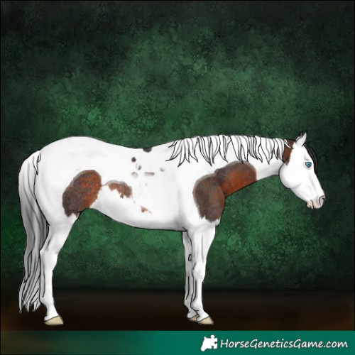 Horse Color:Brown Splash Tobiano Rabicano 