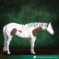 Horse Color:Brown Splash Tobiano Rabicano 