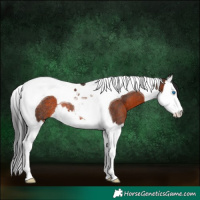Horse Color:Brown Splash Tobiano Rabicano