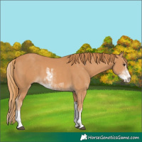 Horse Color:Chestnut Sabino