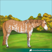 Horse Color:Chestnut Sabino 