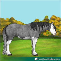 Horse Color:Blue Roan Splash 