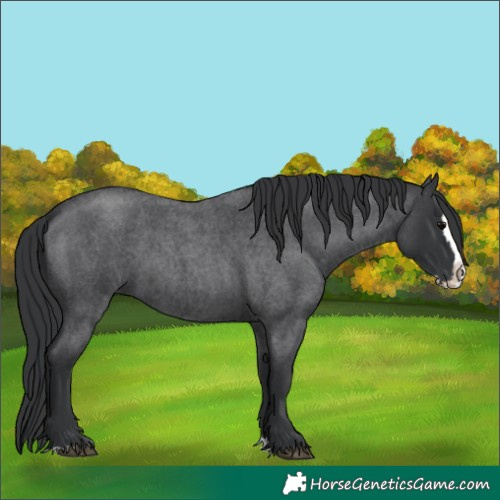 Horse Color:Blue Roan Splash 