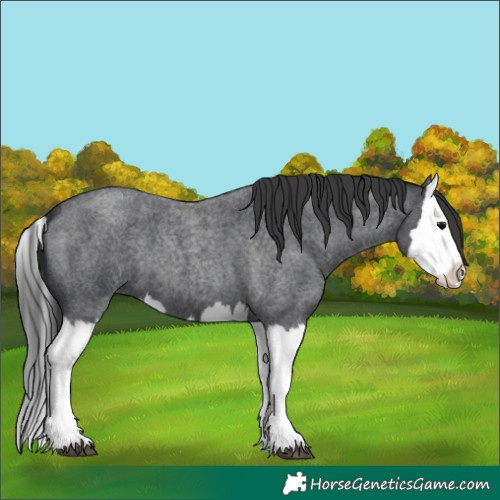 Horse Color:Blue Roan Splash
