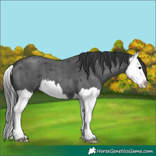 Horse Color:Blue Roan Splash 