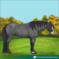 Horse Color:Blue Roan Splash 