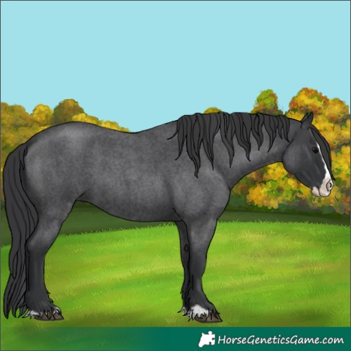 Horse Color:Blue Roan Splash 