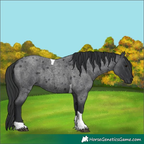 Horse Color:Blue Roan Tobiano