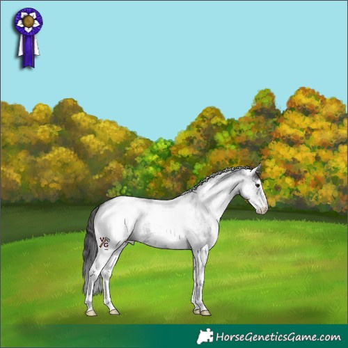 Horse Color:White Spotted Smoky Blue Roan