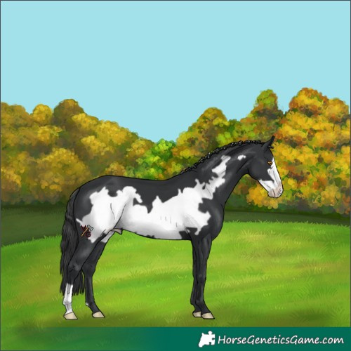 Horse Color:Black Frame 