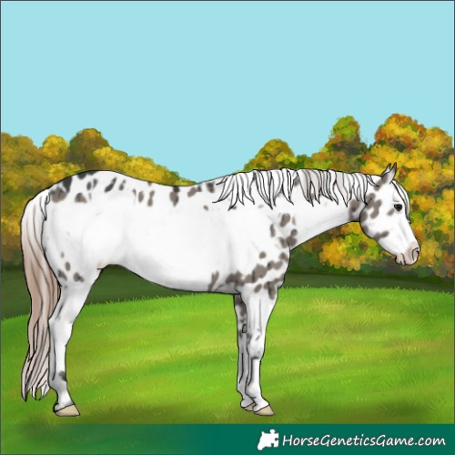 Horse Color:White Spotted Grullo Frame Appaloosa Brindle 