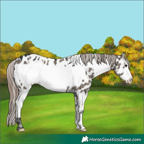 Horse Color:White Spotted Grullo Frame Appaloosa Brindle 