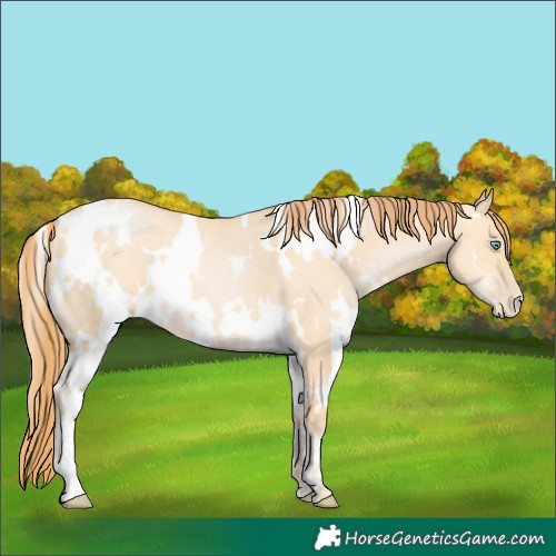 Horse Color:White Spotted Buckskin Pearl Dun 