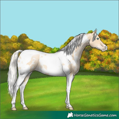 Horse Color:White Spotted Silver Smoky Grullo Pearl Tobiano 