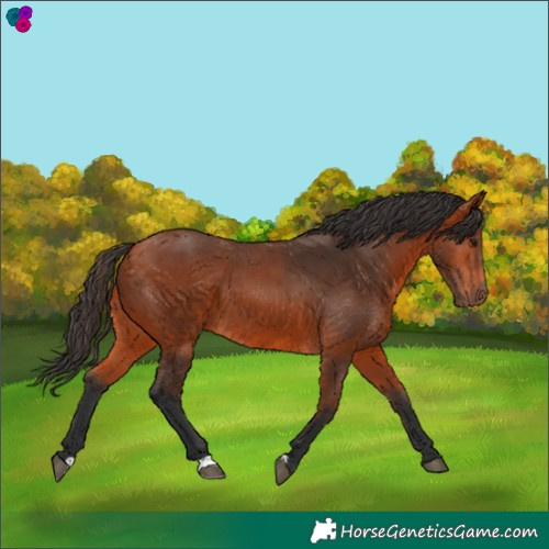 Horse Color:Bay 