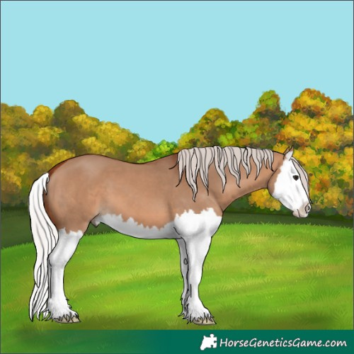 Horse Color:Silver Brown Dun Splash 