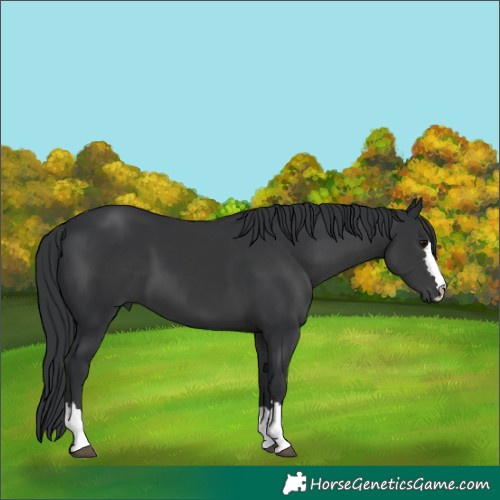 Horse Color:Black 
