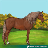 Horse Color:Chestnut 
