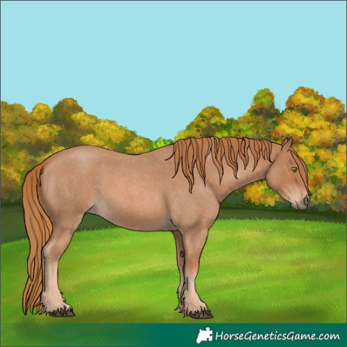 Horse Color:Red Roan 