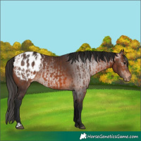 Horse Color:Bay Appaloosa  and Gray Bay Appaloosa 