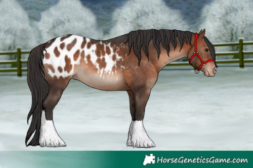 Horse Color:Brown Sabino Blanket Rabicano 