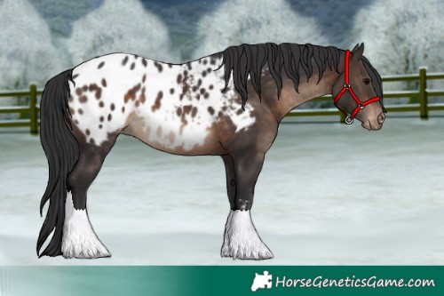 Horse Color:Brown Sabino Appaloosa