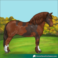 Horse Color:Liver Chestnut  and Chestnut 
