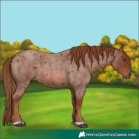Horse Color:Red Roan 