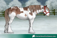 Horse Color:Liver Chestnut Splash Tobiano