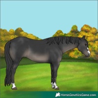 Horse Color:Black 