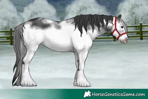 Horse Color:White Spotted Black Frame Appaloosa